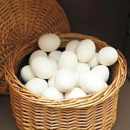 Frohnhauser Hof 3* إسن